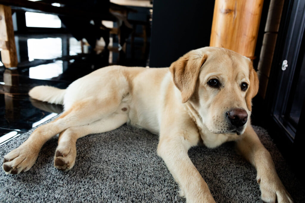 Perheen koirakin viihtyy talossa